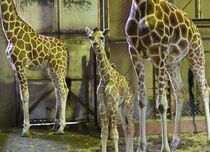 宇都宮動物園でキリンの赤ちゃん誕生