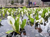 ミズバショウ見頃　日光