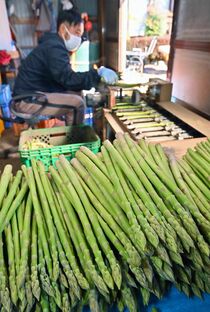 アスパラガス 春芽の出荷最盛期　上三川