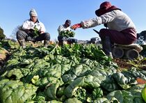 野木でちぢみほうれん草の収穫最盛期