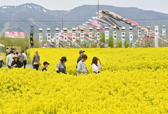 端午の節句ののぼり旗との共演が楽しめる菜の花畑＝３日午前11時40分、那須町大島