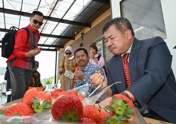 イチゴを試食するルディ県知事（右）ら視察団