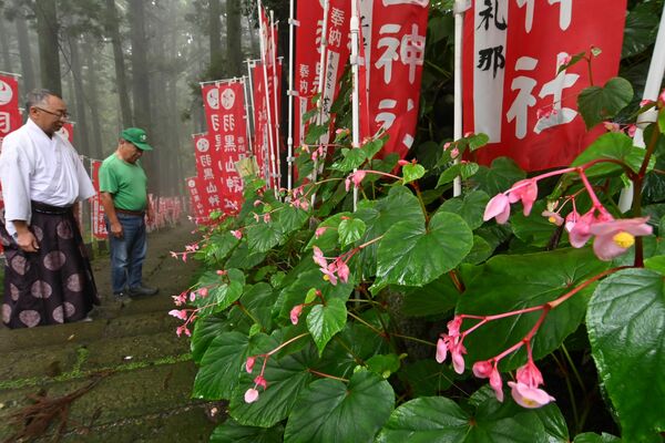 見頃を迎えた羽黒山神社参道のシュウカイドウ