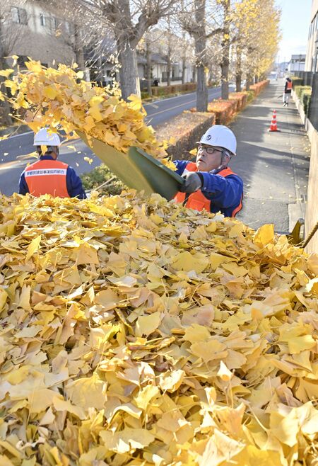 掃き集めた落ち葉をトラックに入れる作業員