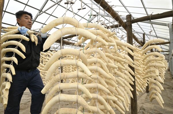 出荷が進む干し大根＝２日午前10時45分、鹿沼市茂呂