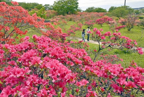 園内を鮮やかに彩る赤やピンクのツツジ＝30日午前11時20分、矢板市中