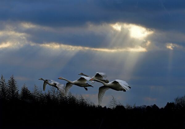 「天使降臨」田村定夫（栃木）
