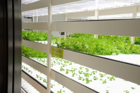 　伊東屋の野菜工場で水耕栽培されているフリルレタス＝東京都中央区