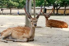 奈良公園のシカ、1年で2百頭増