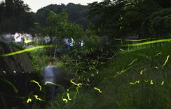 茂木・八反田川でゲンジホタル乱舞　里山の夜を照らす、ほのかな光