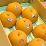 台湾へ栃木県産ナシ輸出再開　18年ぶり、規制緩和受け　高級百貨店で試食…