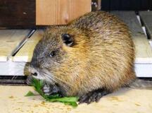 「厄介者」食材活用なるか