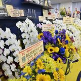 ブレックス事務所彩るお祝いの花　優勝から１週間　「うれしい忙しさ」に笑顔