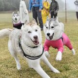 ハンターマウンテン塩原で「ドッグフェスタ」　県内外から愛犬と3000人　広大なゲレンデにドッグラン設置