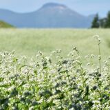 白いソバの花一面に　那須地域