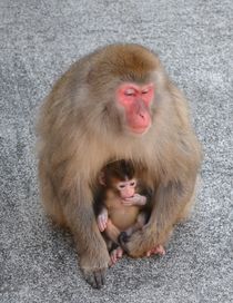 「日光さる軍団」で赤ちゃん誕生 日光