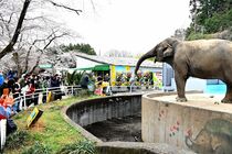 ゾウの宮子のプールが完成