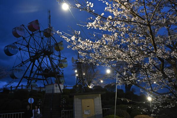 ライトアップされた桜
