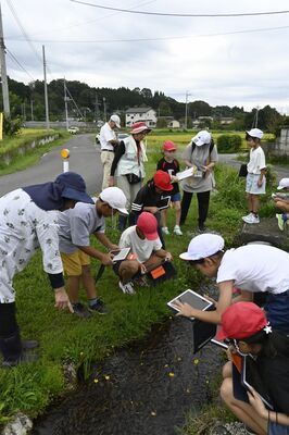 シモツケコウホネを観察する落合西小の児童たち