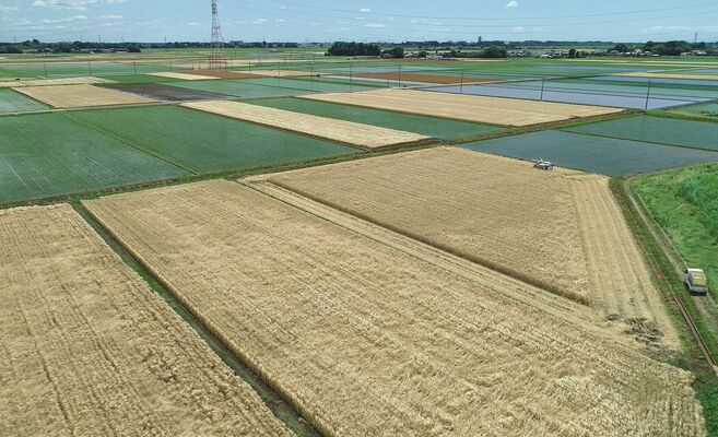 田植えとともに、二毛作で二条大麦が生産されている農地＝５月24日、小山市、ドローンから
