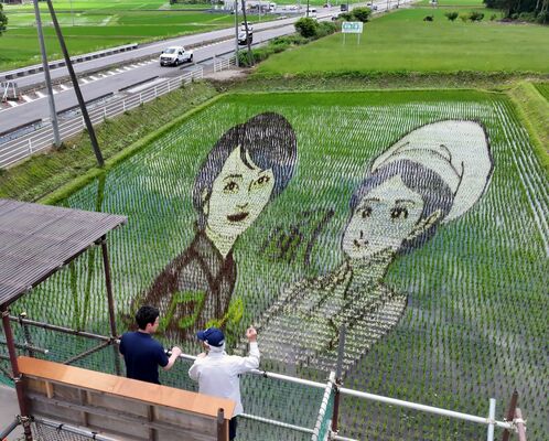 大関和(右)と歌心りえさんが描かれた田んぼアート=18日午後0時20分、那須塩原市西遅沢、ドローンから