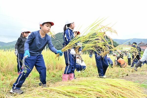 刈り取った稲を積み上げる児童たち