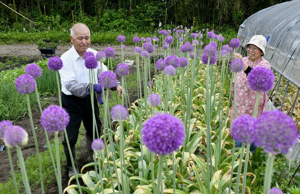 出荷が始まる露地栽培のギガンチウム