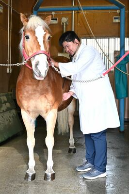 競走馬の聴診をする佐藤さん