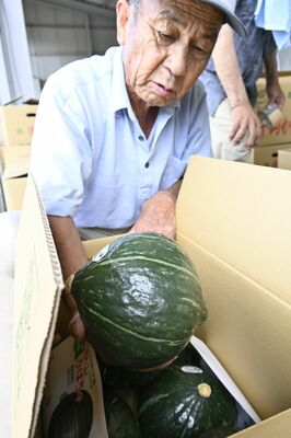 丸々と育った中山かぼちゃを確認する部会員ら