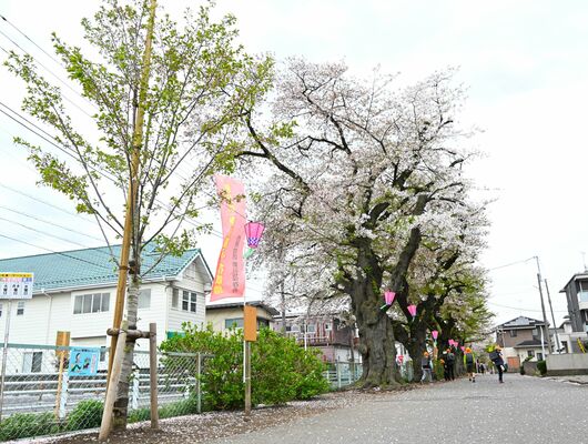 植え替えが進む新川の桜並木
