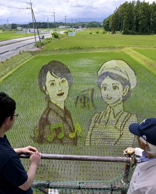 大関和(右)と歌心りえさんが描かれた田んぼアート=18日午後0時10分、那須塩原市西遅沢