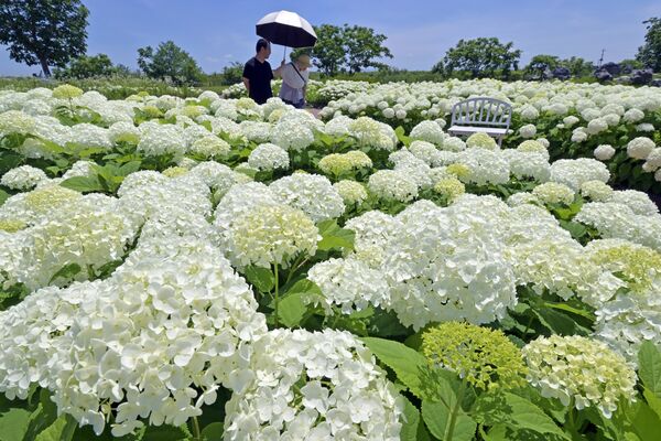 梅雨の晴れ間を彩る純白のアナベル=16日午前10時50分、下野市箕輪