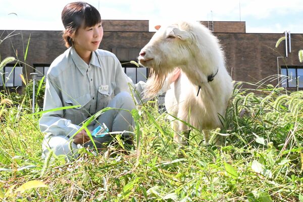 除草試験を担う石川さんとヤギ