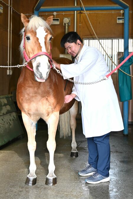 競走馬の聴診をする佐藤さん