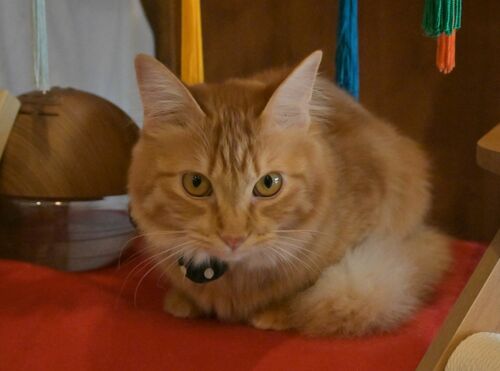 ランキングで初の頂点に輝いたみみたん