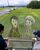 大関和(右)と歌心りえさんが描かれた田んぼアート=18日午後0時10分、那須塩原市西遅沢