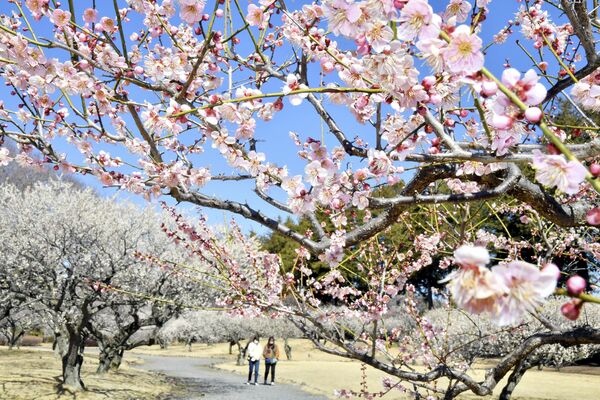 ほぼ満開となった井頭公園の梅