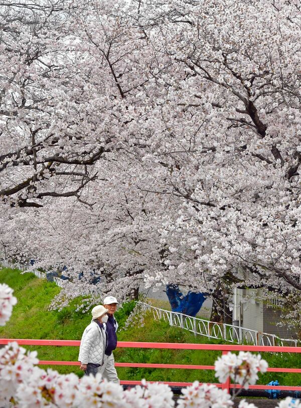 旧袋川の桜並木（足利）