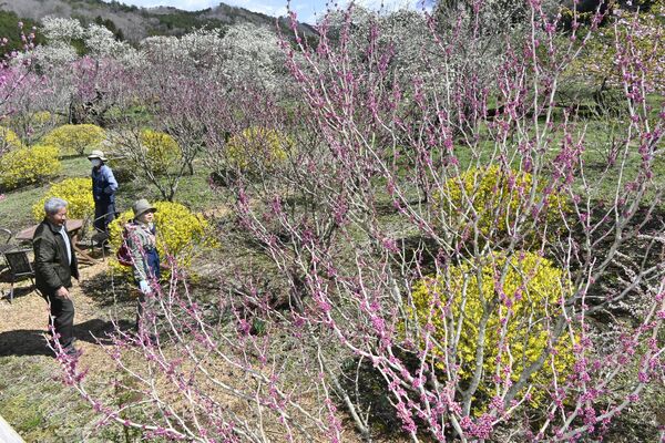 色とりどりの花木が彩る庭園
