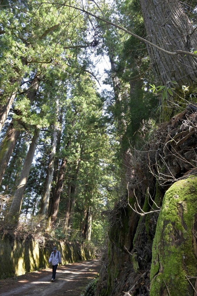 苔むした根が張り、天を突く古木が連なる日光杉並木＝３日午後12時10分、日光市瀬川