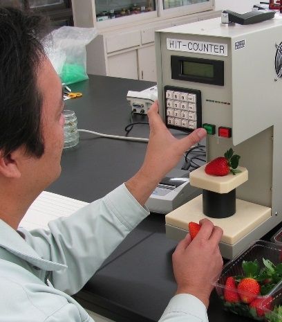 品種改良の努力は続く＝いちご研究所