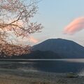 奥日光・千手ケ浜でオオヤマザクラ見頃　夕日映す桜色の雲と競演