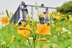 「天空」彩るかれんな黄色　日光・霧降高原でニッコウキスゲ見頃