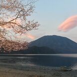 奥日光・千手ケ浜でオオヤマザクラ見頃　夕日映す桜色の雲と競演