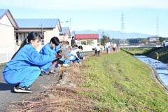 枯れミソハギ 刈り取りに汗