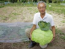 札幌伝統の巨大キャベツを後世に