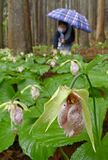 クマガイソウ見頃・佐野