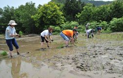 農地を今一度　復活いたし申候　佐野「閑援隊」が初の田植え