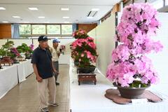 サツキ愛好家ら丹精の４６点紹介