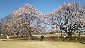 旧根尾村から譲り受けた天平の丘公園の淡墨桜（２０２１年３月撮影）